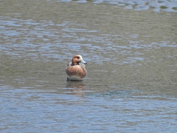 2021年5月15日(土) 江奈湾干潟(神奈川県三浦市)の野鳥観察記録