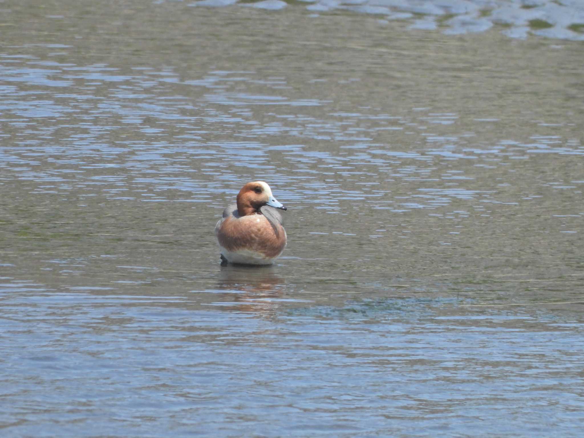 Eurasian Wigeon