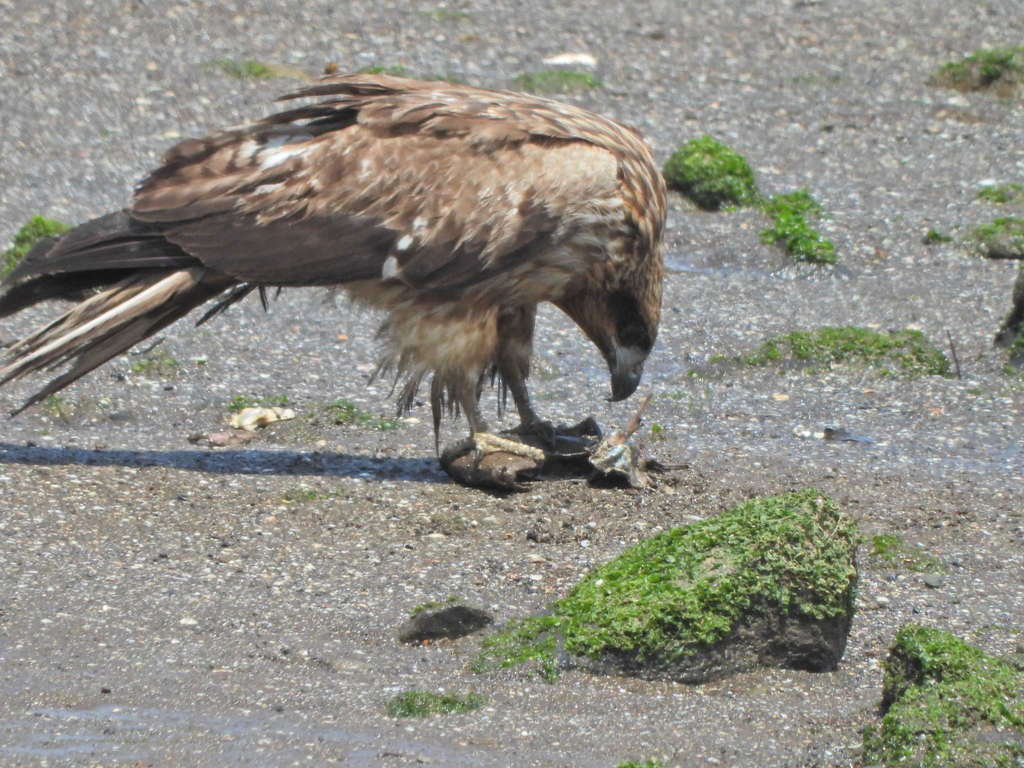 Black Kite