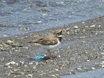 Little Ringed Plover 江奈湾干潟(神奈川県三浦市) Sat, 5/15/2021