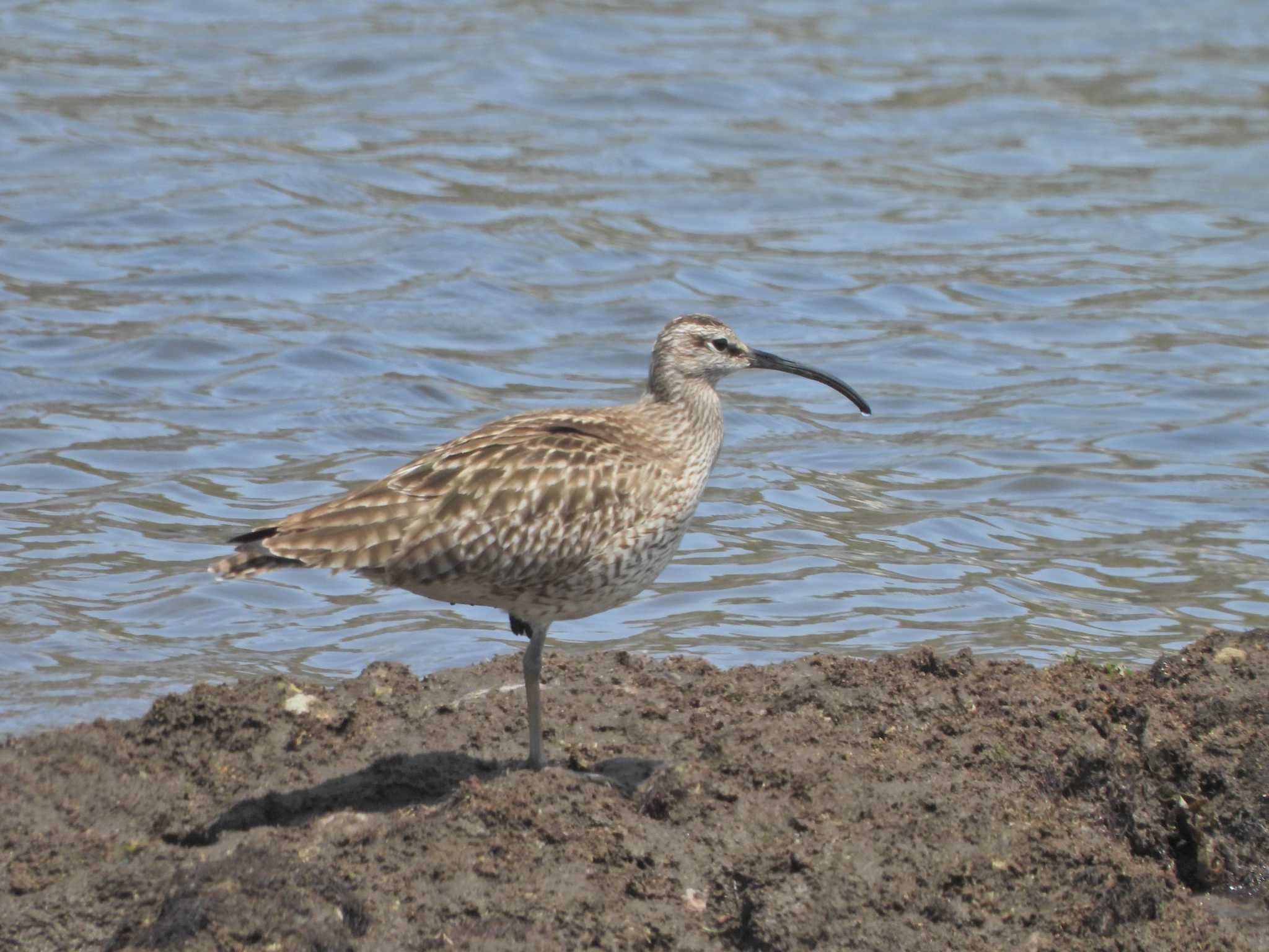 Eurasian Whimbrel