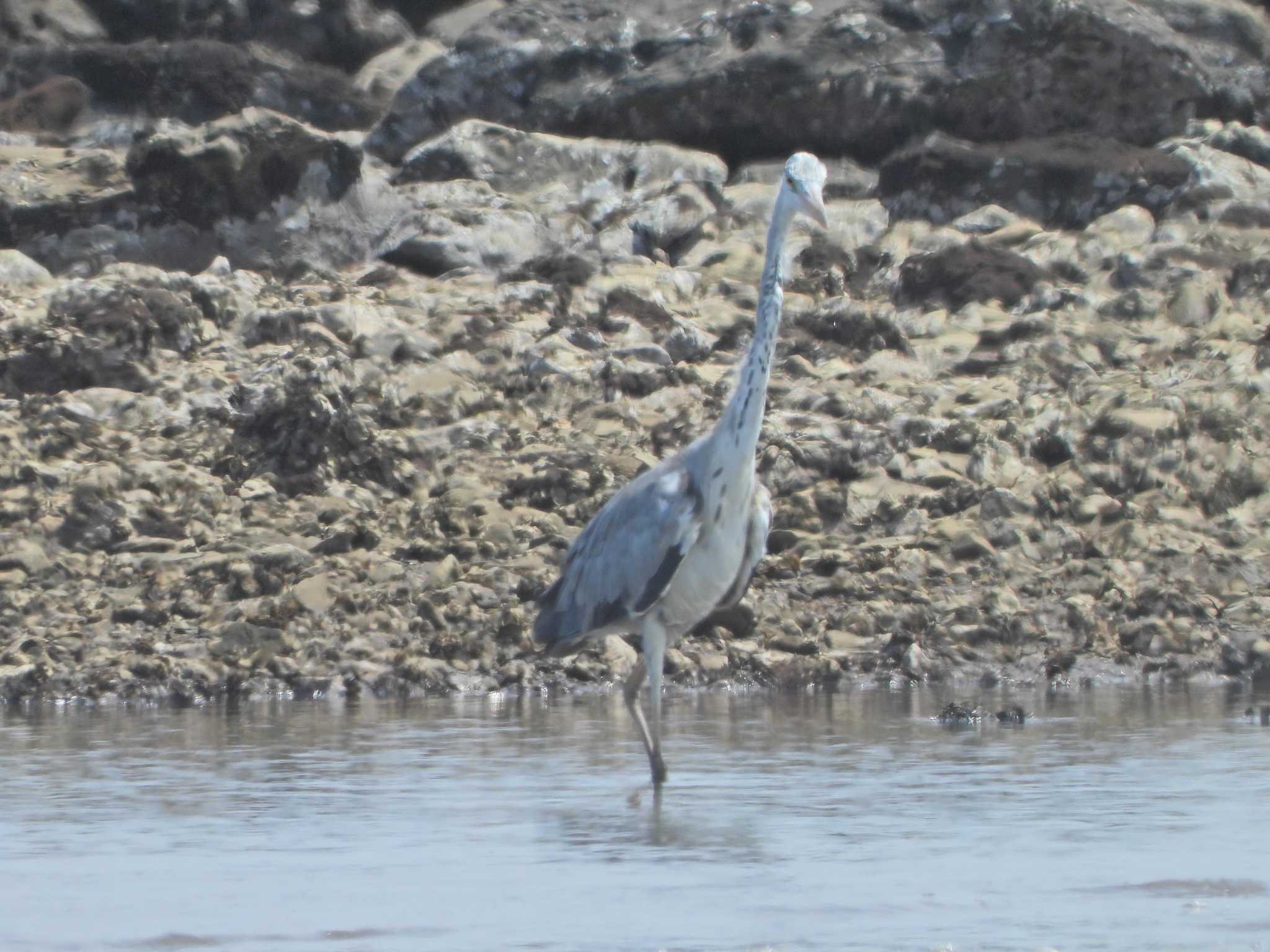 Grey Heron