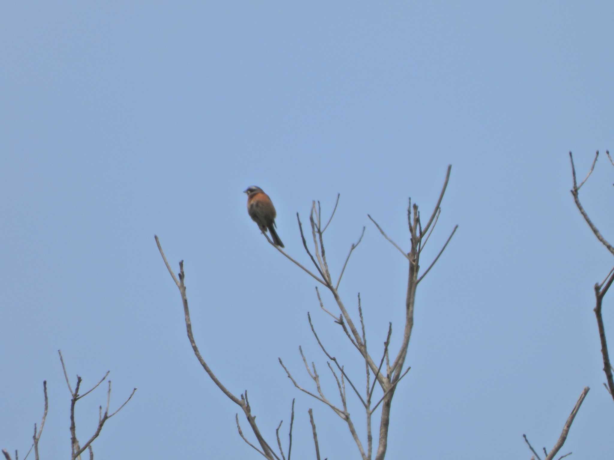 Meadow Bunting