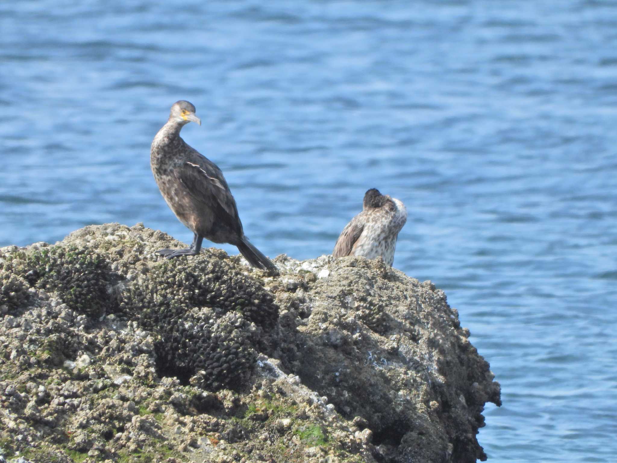 Great Cormorant