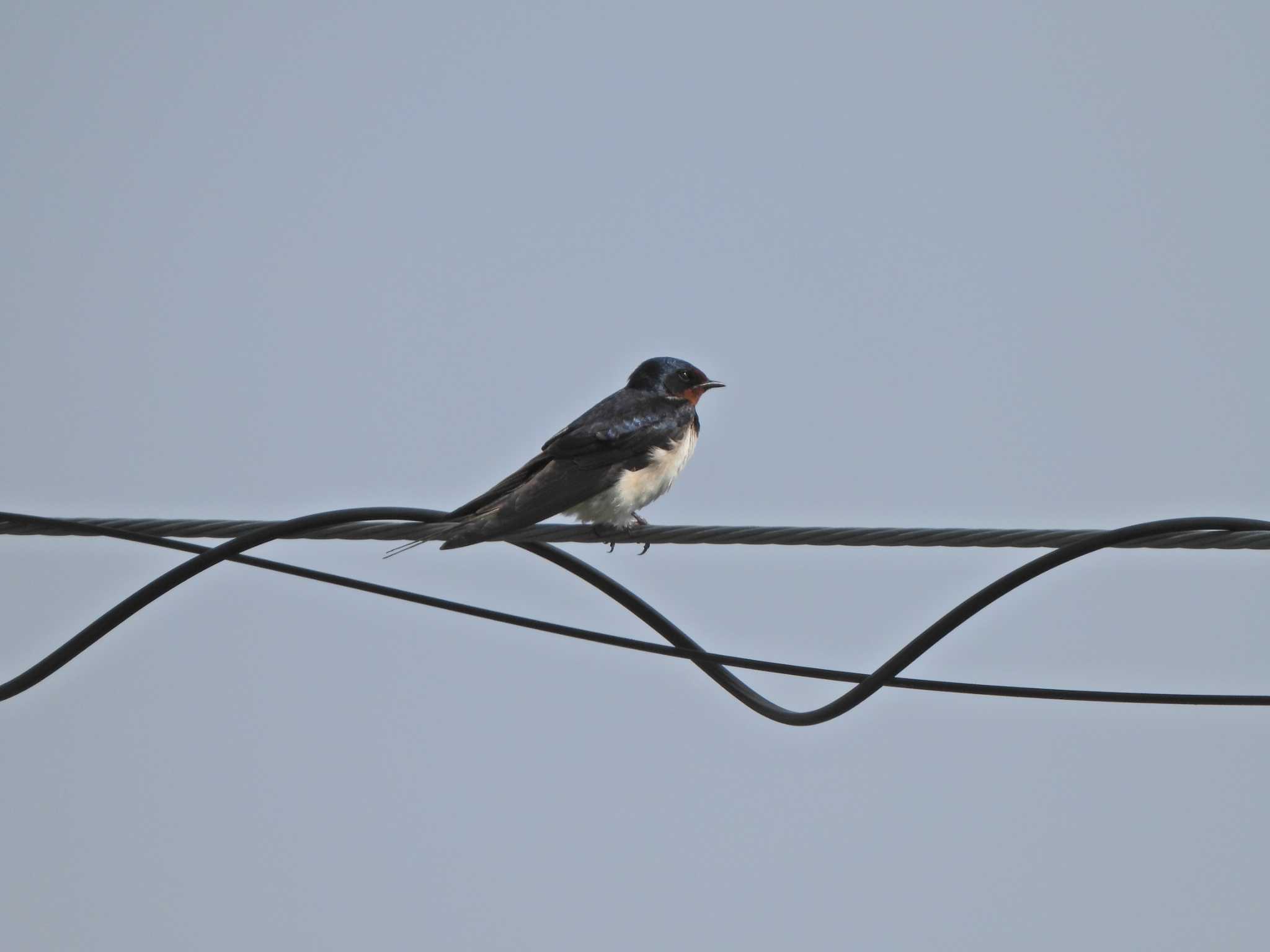 Barn Swallow