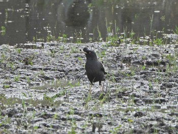 ハッカチョウ 横浜市戸塚区舞岡（舞岡小学校付近〜舞岡熊之堂） 2021年5月9日(日)