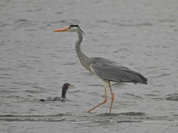 2021年5月5日(水) 多摩川河口の野鳥観察記録