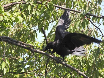 Large-billed Crow 下永谷市民の森 Tue, 6/1/2021