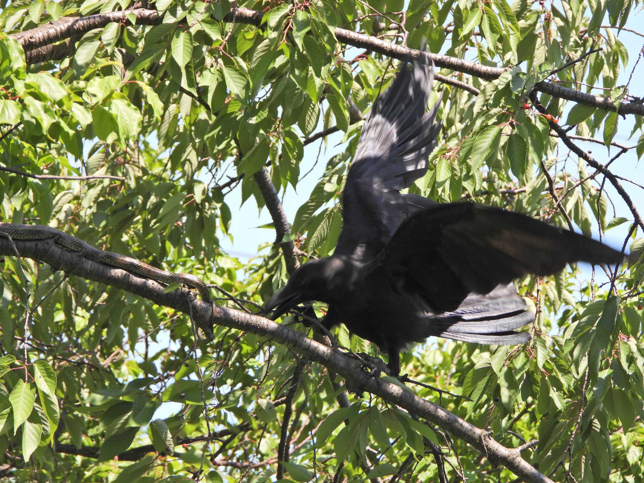 Large-billed Crow