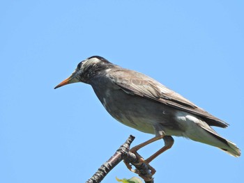 White-cheeked Starling 下永谷市民の森 Tue, 6/1/2021