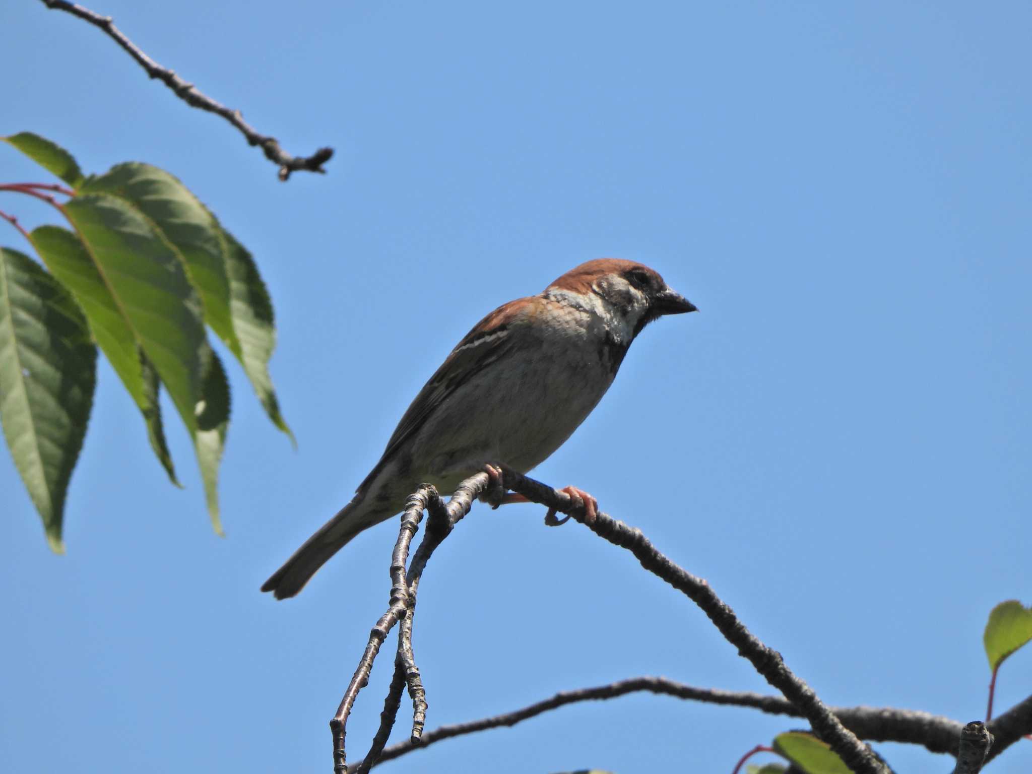 Eurasian Tree Sparrow