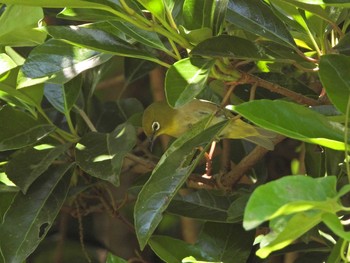 Warbling White-eye 下永谷市民の森 Tue, 6/1/2021