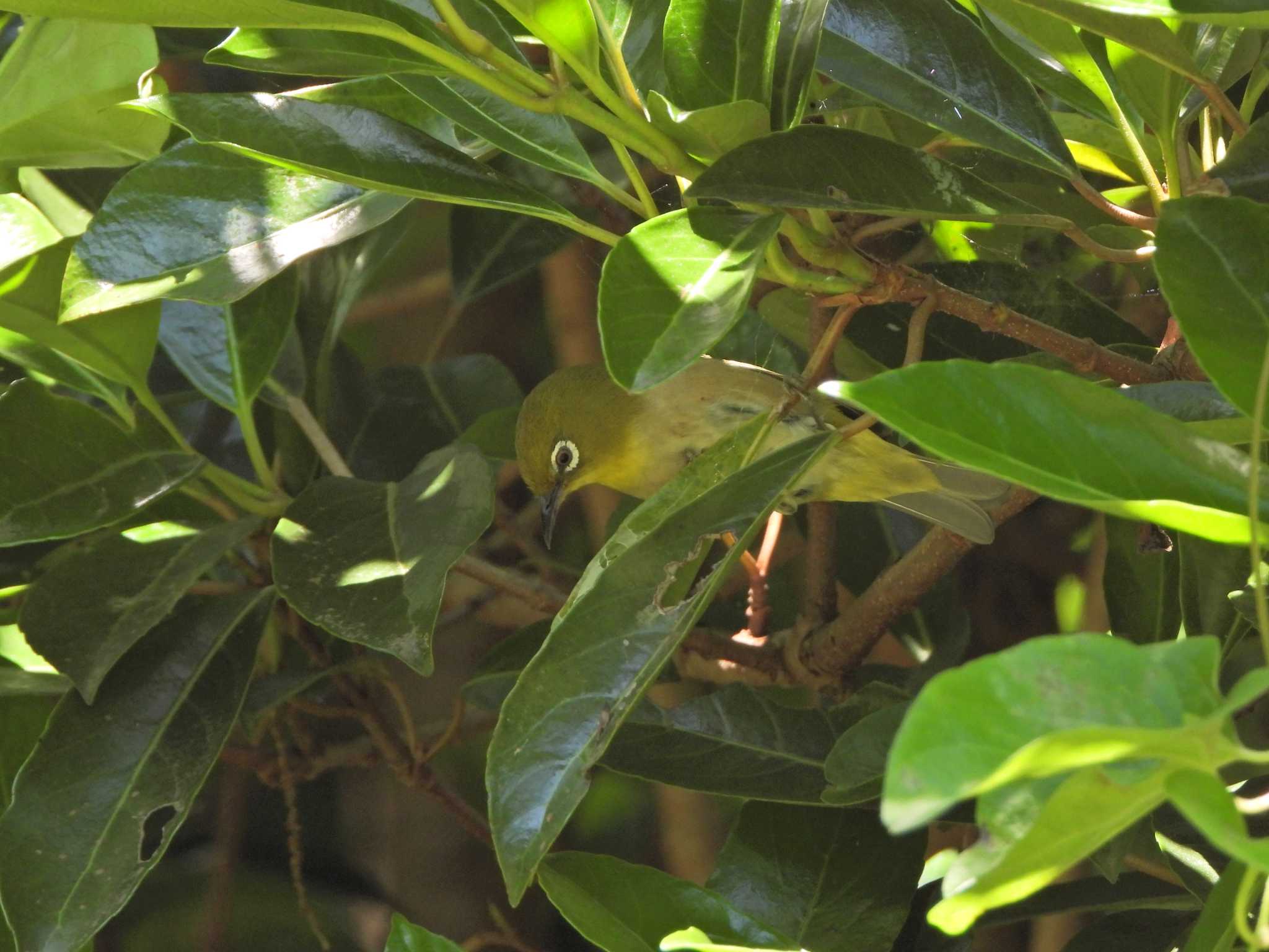 Warbling White-eye