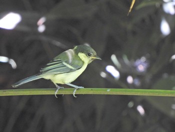 Japanese Tit 下永谷市民の森 Tue, 6/1/2021