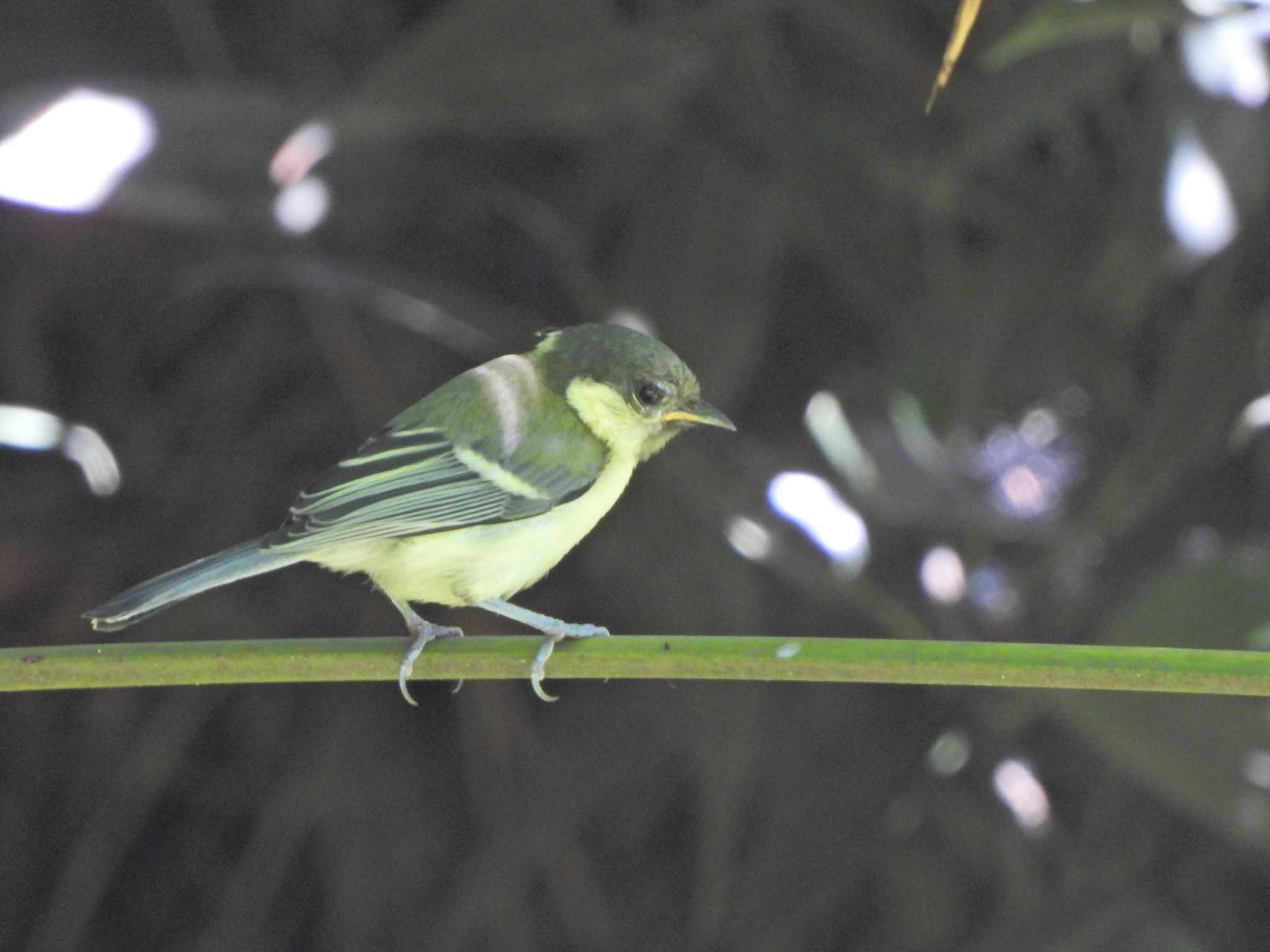 Japanese Tit