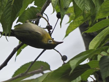 Warbling White-eye 下永谷市民の森 Wed, 6/2/2021