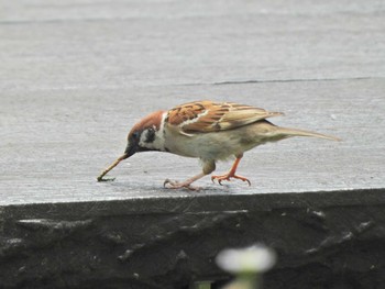 Eurasian Tree Sparrow 下永谷市民の森 Wed, 6/2/2021