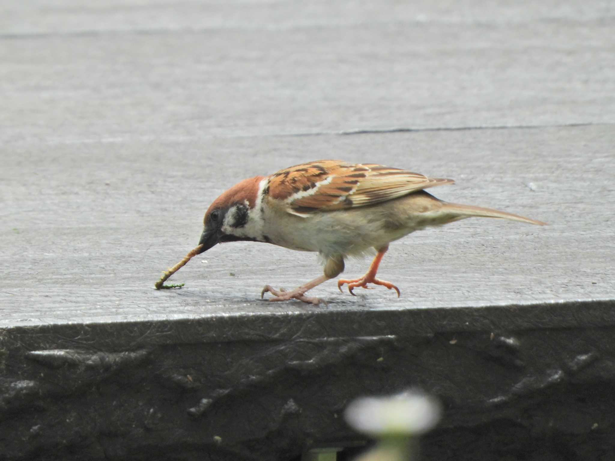 Eurasian Tree Sparrow