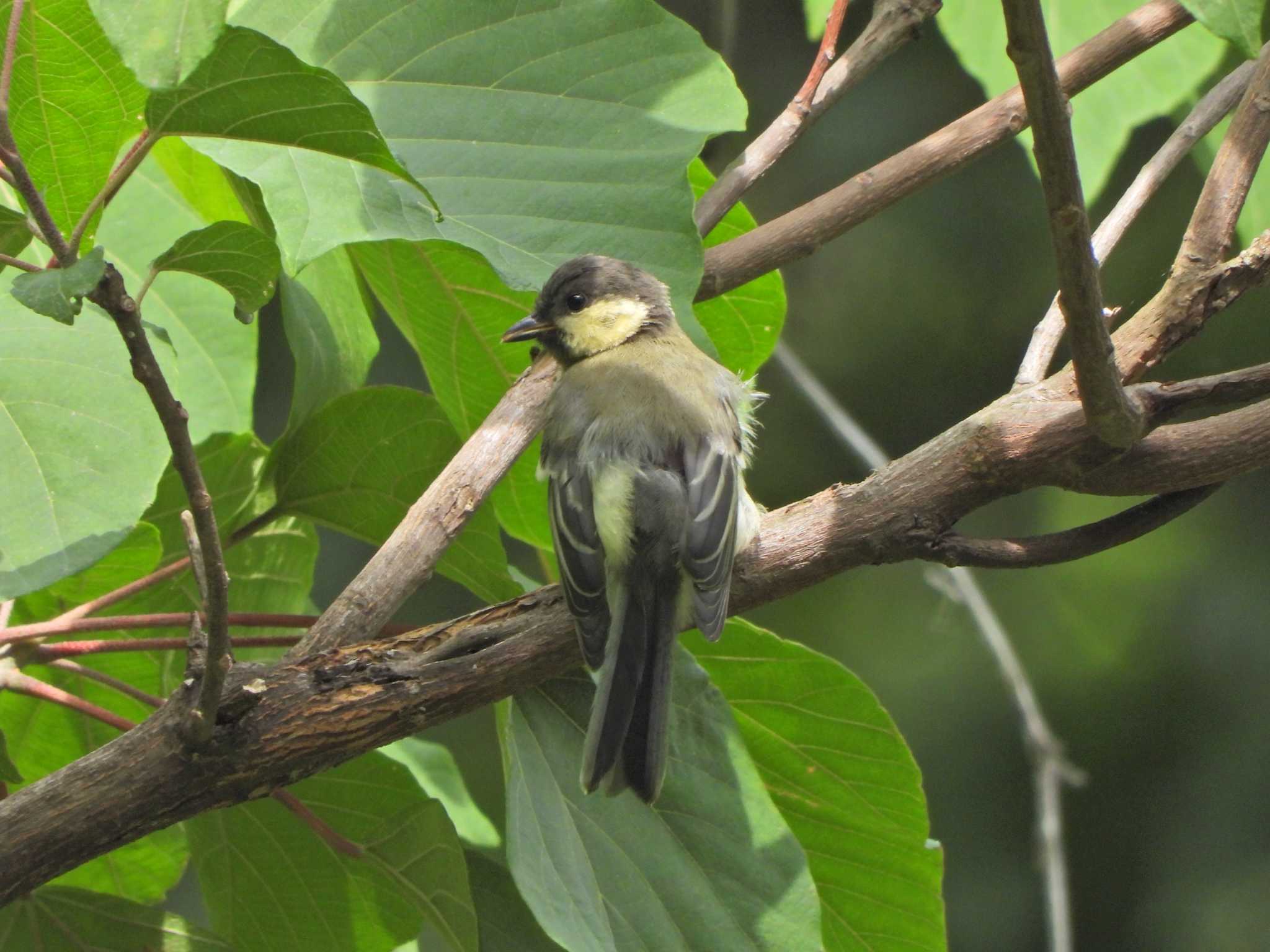 Japanese Tit