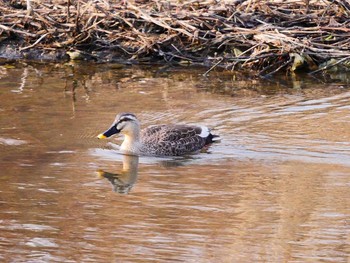 Eastern Spot-billed Duck 宮城県仙台市・梅田川 Sun, 3/19/2017