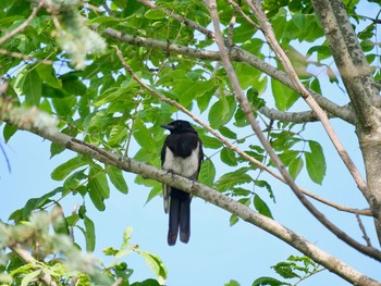 Eurasian Magpie 勇払原野 Thu, 8/5/2021