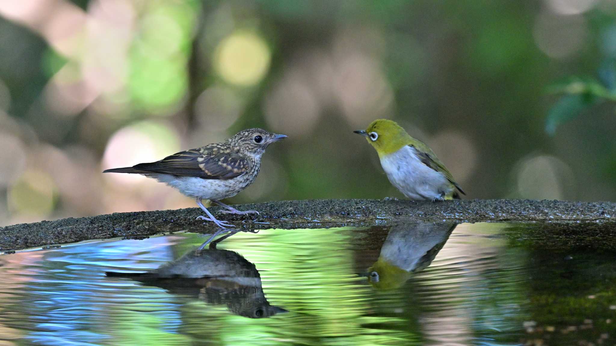 権現山(弘法山公園) キビタキの写真 by Tosh@Bird