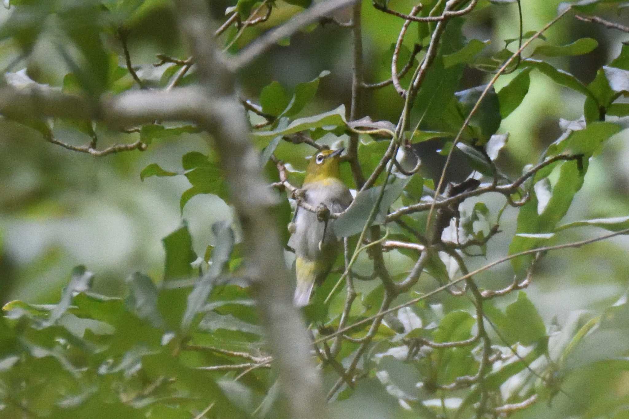 Warbling White-eye