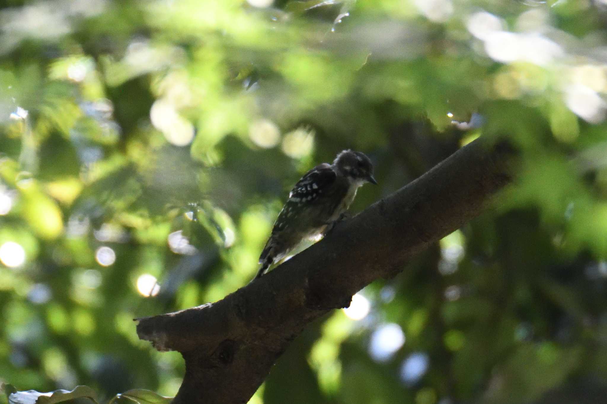 Japanese Pygmy Woodpecker