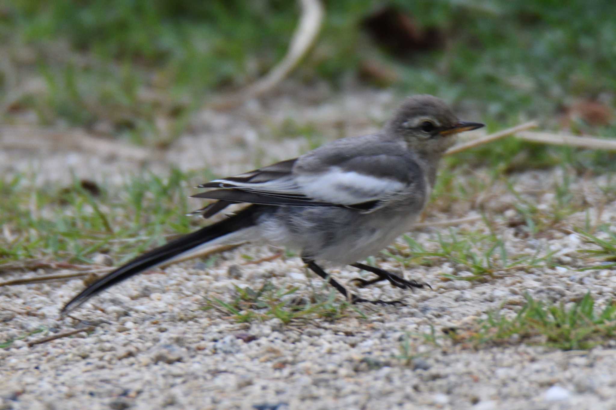 Photo of White Wagtail at 愛知県森林公園 by よつくん