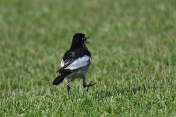 セグロセキレイ 愛知県森林公園 2021年8月5日(木)