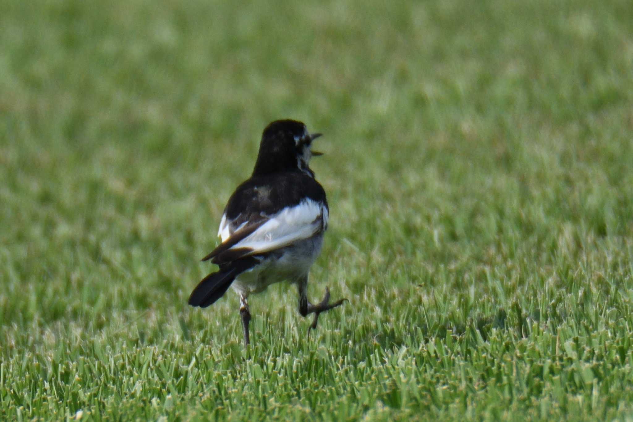 Japanese Wagtail