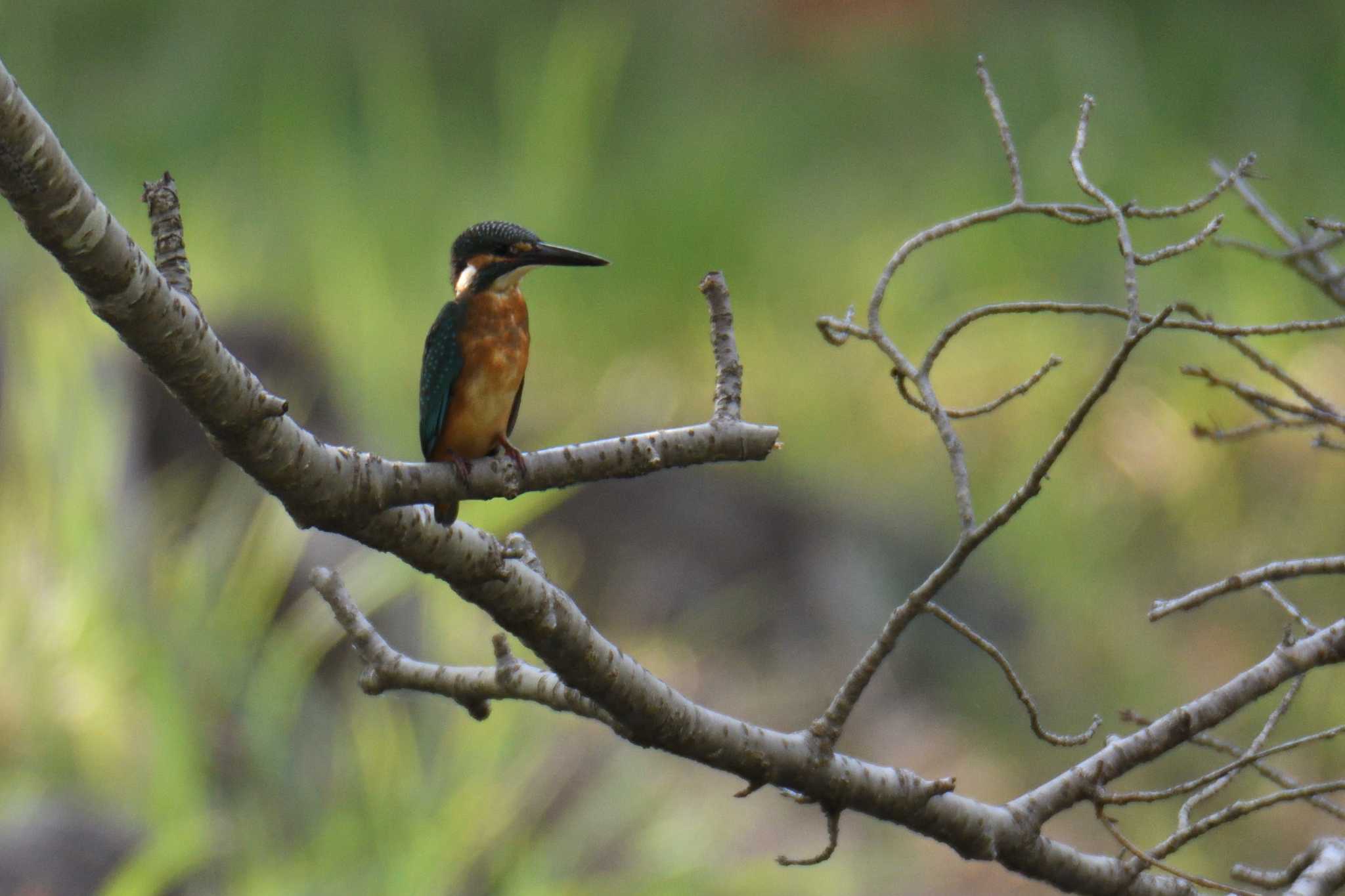 Photo of Common Kingfisher at 愛知県森林公園 by よつくん