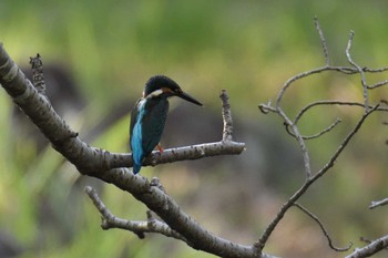 カワセミ 愛知県森林公園 2021年8月5日(木)