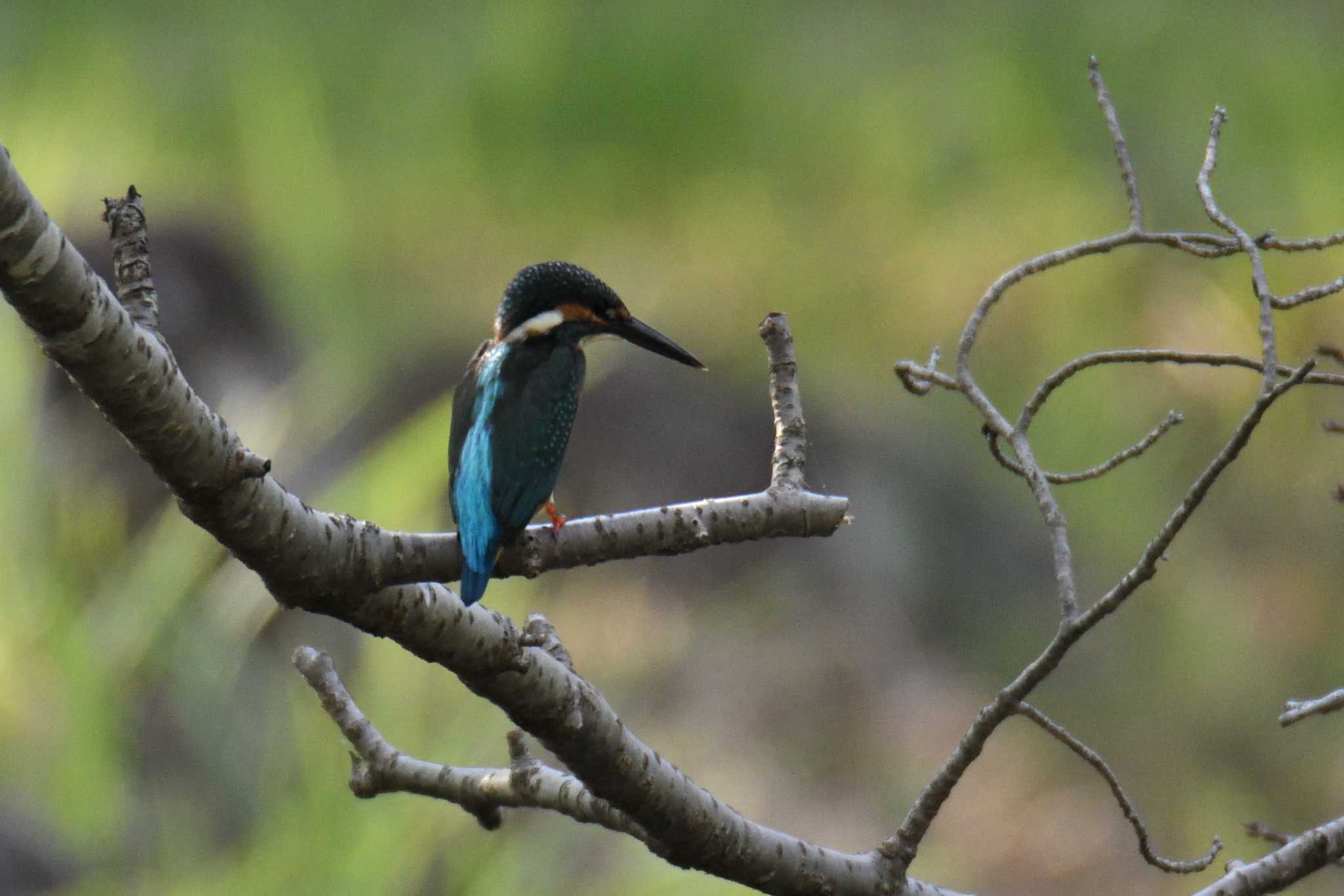 Common Kingfisher