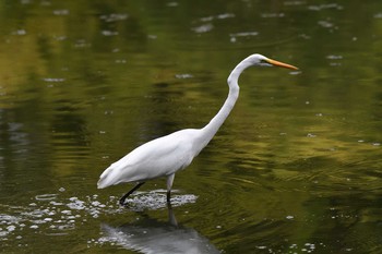 Great Egret(modesta)  愛知県森林公園 Thu, 8/5/2021