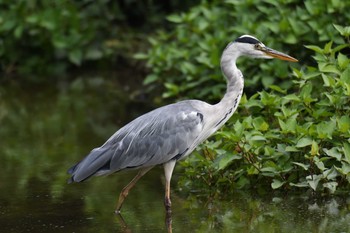 アオサギ 愛知県森林公園 2021年8月5日(木)