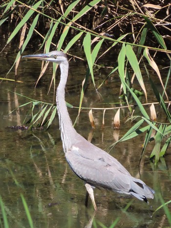 Grey Heron Tokyo Port Wild Bird Park Thu, 8/5/2021