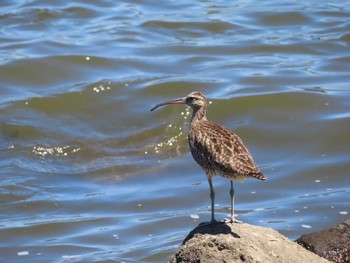 チュウシャクシギ 東京港野鳥公園 2021年8月5日(木)