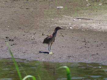 Striated Heron Tokyo Port Wild Bird Park Thu, 8/5/2021
