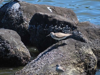 Grey-tailed Tattler Tokyo Port Wild Bird Park Thu, 8/5/2021