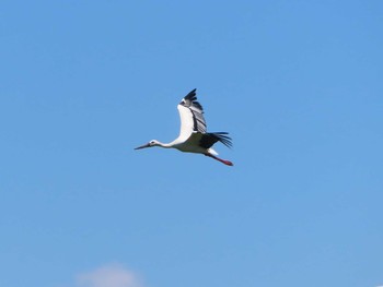 コウノトリ 東京港野鳥公園 2021年8月5日(木)