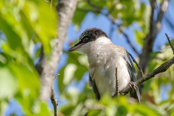 Fri, 8/6/2021 Birding report at 檜町公園(東京ミッドタウン)