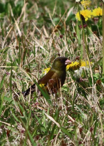 Grey-capped Greenfinch Kasai Rinkai Park Mon, 3/29/2021