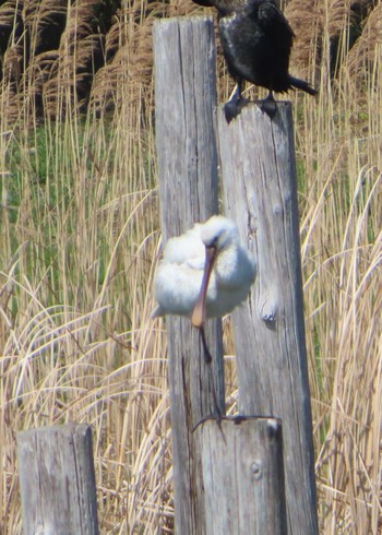 Eurasian Spoonbill Kasai Rinkai Park Mon, 3/29/2021