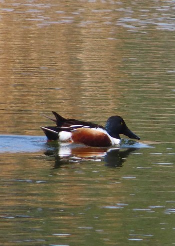 Northern Shoveler Kasai Rinkai Park Mon, 3/29/2021