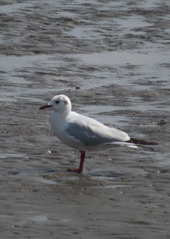 Black-headed Gull Kasai Rinkai Park Mon, 3/29/2021