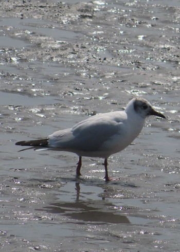 Black-headed Gull Kasai Rinkai Park Mon, 3/29/2021