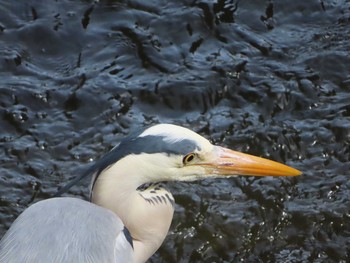 アオサギ 葛西臨海公園 2021年3月29日(月)