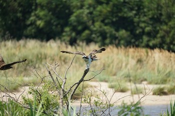 Fri, 8/6/2021 Birding report at 飯梨川河口(島根県安来市)