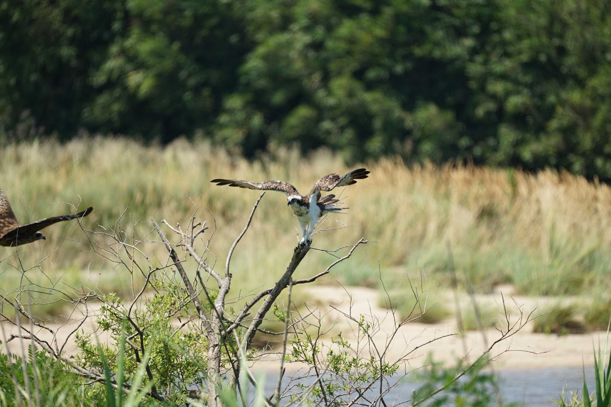 Photo of Osprey at 飯梨川河口(島根県安来市) by ひらも